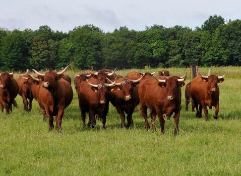 Colis de viande - Bergerie de Villarceaux
